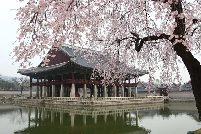 벚꽃 아래의 경회루