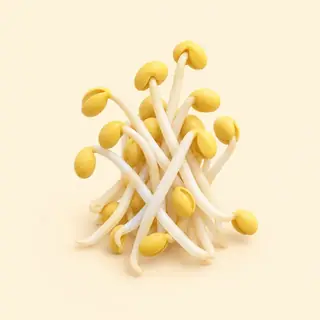 soybean sprouts