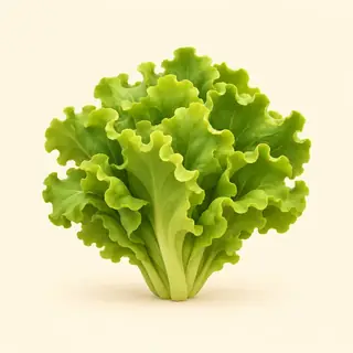 lettuce / leaf lettuce