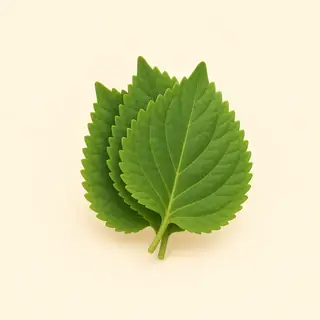 perilla leaf